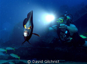 Angel & Diver. Cropped image of photo taken on dive on th... by David Gilchrist 